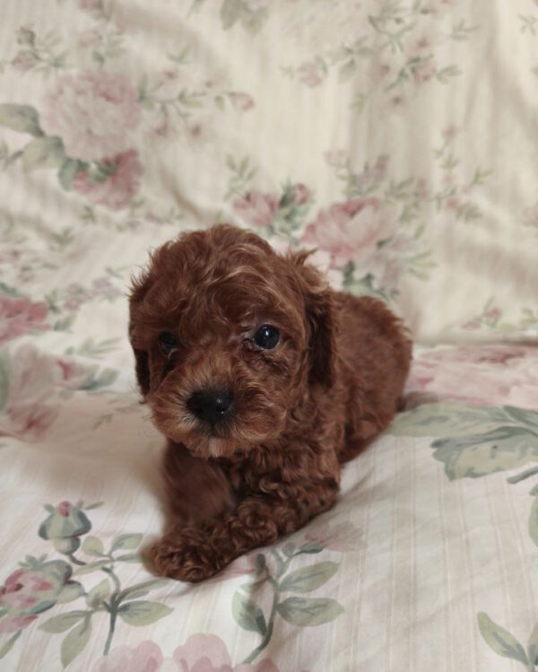 Ulma Toy Poodle