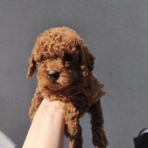 Ulma Toy Poodle