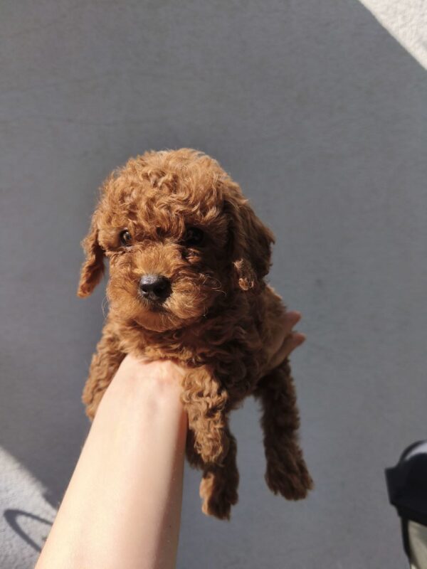 Ulma Toy Poodle