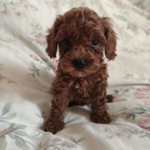 Umka Toy Poodle