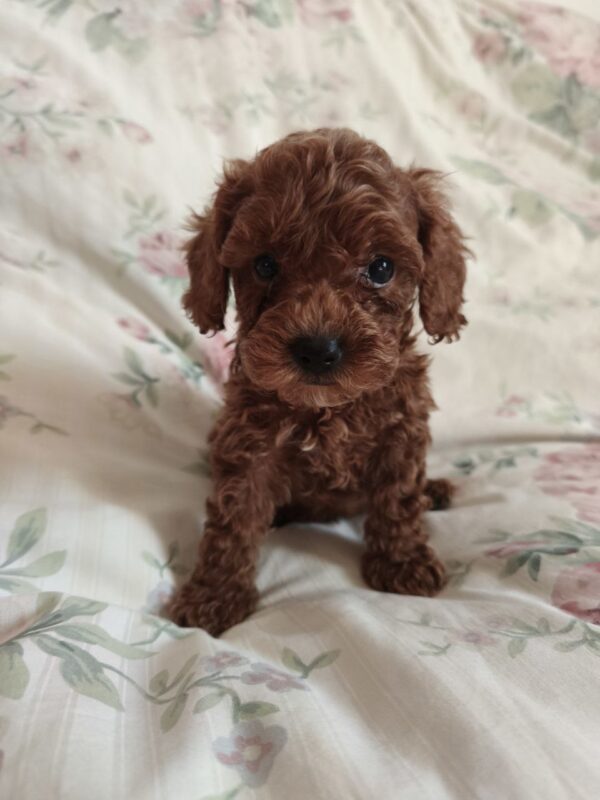 Umka Toy Poodle