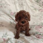 Umka-male-toy-poodle-puppy-for-sale-1 (2)
