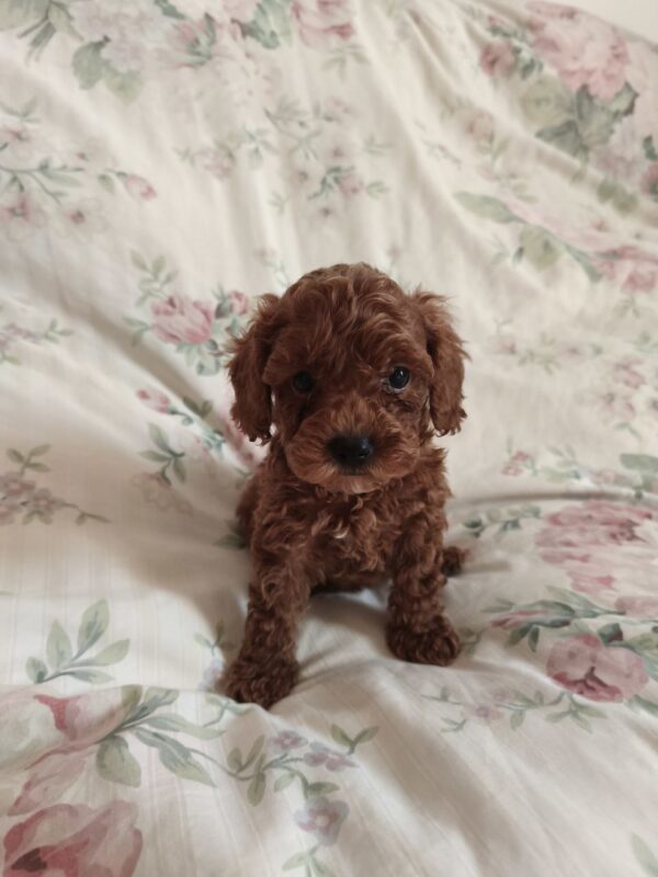 Umka Toy Poodle