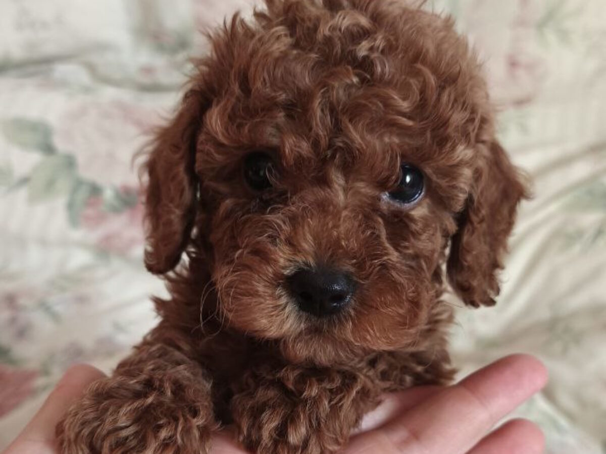 Toy Poodle Dogs and Puppies for sale