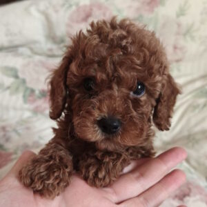 Ursa Toy Poodle