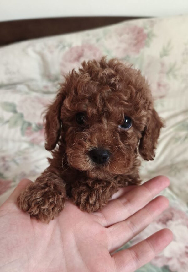 Ursa Toy Poodle