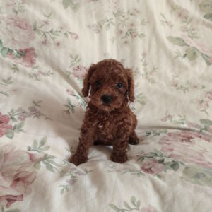 Ursa Toy Poodle