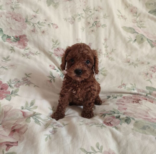 Ursa Toy Poodle