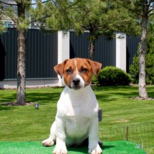 Vaki Jack Russell Terrier