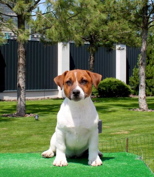 Vaki Jack Russell Terrier