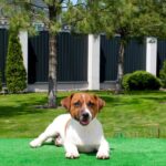 Vaki-male-Jack-Russell-Terrier-puppy-for-sale-3