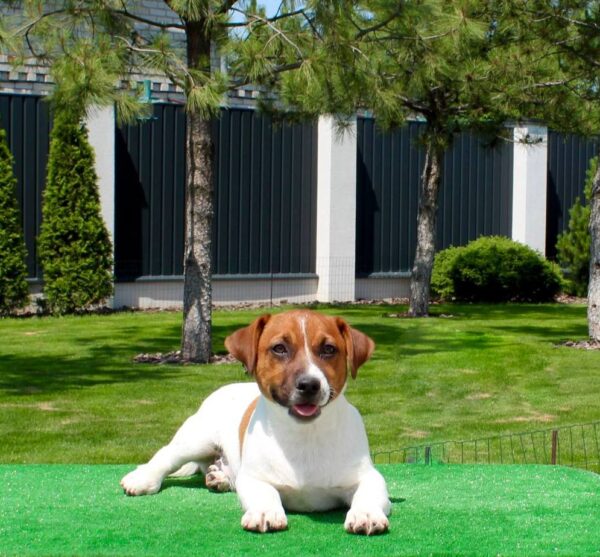 Vaki Jack Russell Terrier