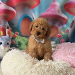 Just Boys Miniature Poodle