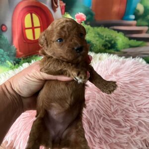 Vena Miniature Poodle