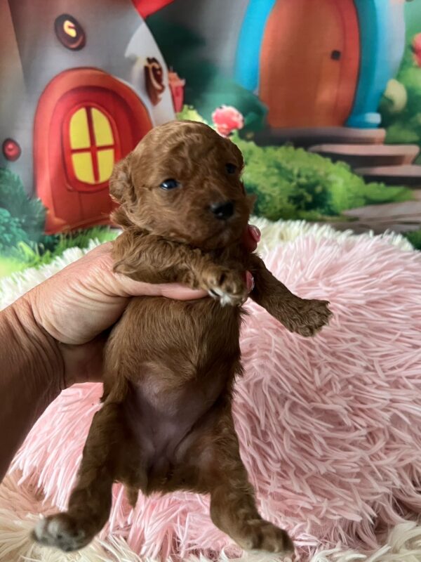 Vena Miniature Poodle