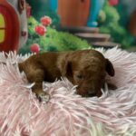 Vena-female-minitaure-poodle-puppy-for-sale-1 (2)