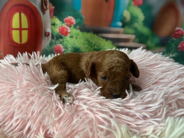 Vena Miniature Poodle