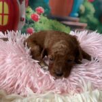 Vena-female-minitaure-poodle-puppy-for-sale-1 (3)