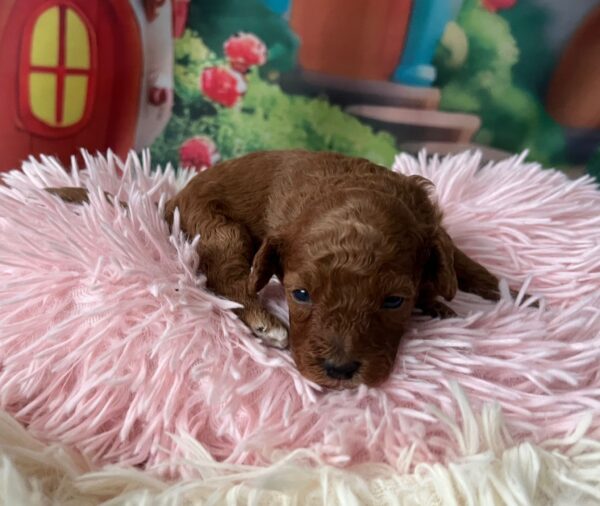 Vena Miniature Poodle