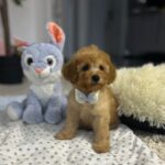 Vilya-male-miniature-poodle-puppy-for-sale- (1)