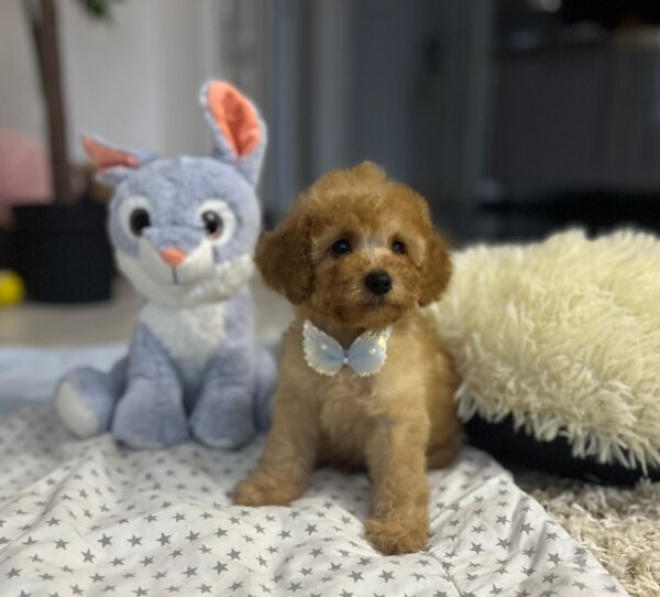 Vilya Miniature Poodle Vilya Miniature Poodle