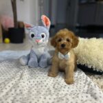 Vilya-male-miniature-poodle-puppy-for-sale- (2)