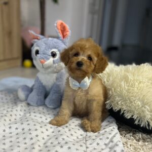 Vilya Miniature Poodle