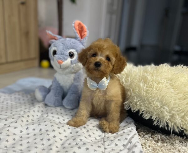 Vilya Miniature Poodle Vilya Miniature Poodle