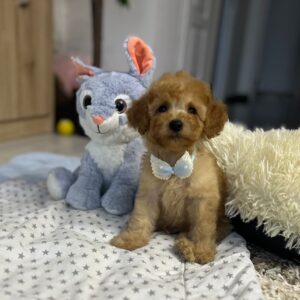 Vilya Miniature Poodle
