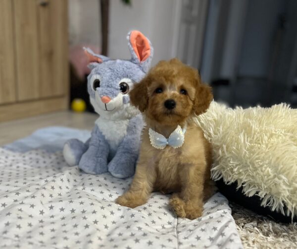 Vilya Miniature Poodle Vilya Miniature Poodle