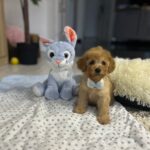 Vilya-male-miniature-poodle-puppy-for-sale- (5)