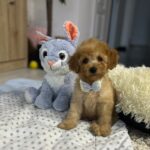 Vilya-male-miniature-poodle-puppy-for-sale- (6)
