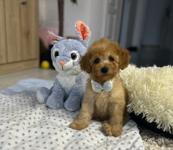 Vilya Miniature Poodle Vilya Miniature Poodle