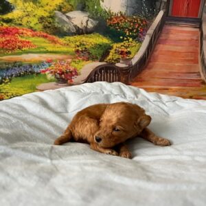 Vilya Miniature Poodle