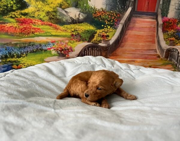 Vilya Miniature Poodle