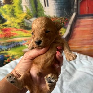 Vilya Miniature Poodle