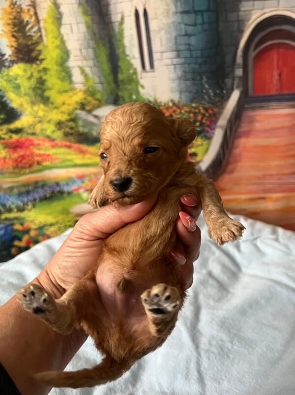 Vilya Miniature Poodle