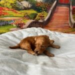 Vilya-male-minitaure-poodle-puppy-for-sale-1 (3)