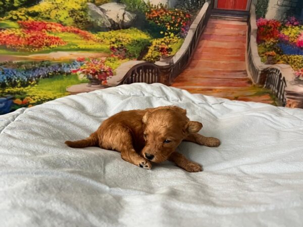 Vilya Miniature Poodle