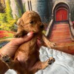Vilya-male-minitaure-poodle-puppy-for-sale-1 (4)