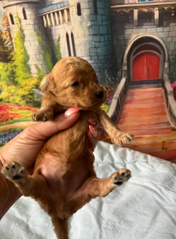 Vilya Miniature Poodle