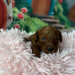 Vira Miniature Poodle