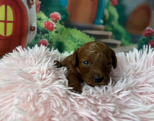 Vira Miniature Poodle