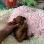 Vira-female-minitaure-poodle-puppy-for-sale- (2)