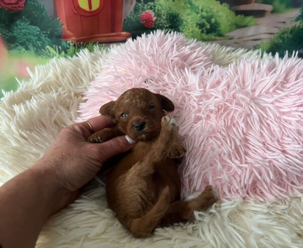 Vira Miniature Poodle