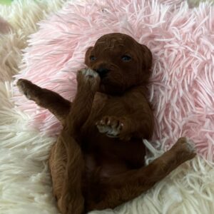 Vira Miniature Poodle