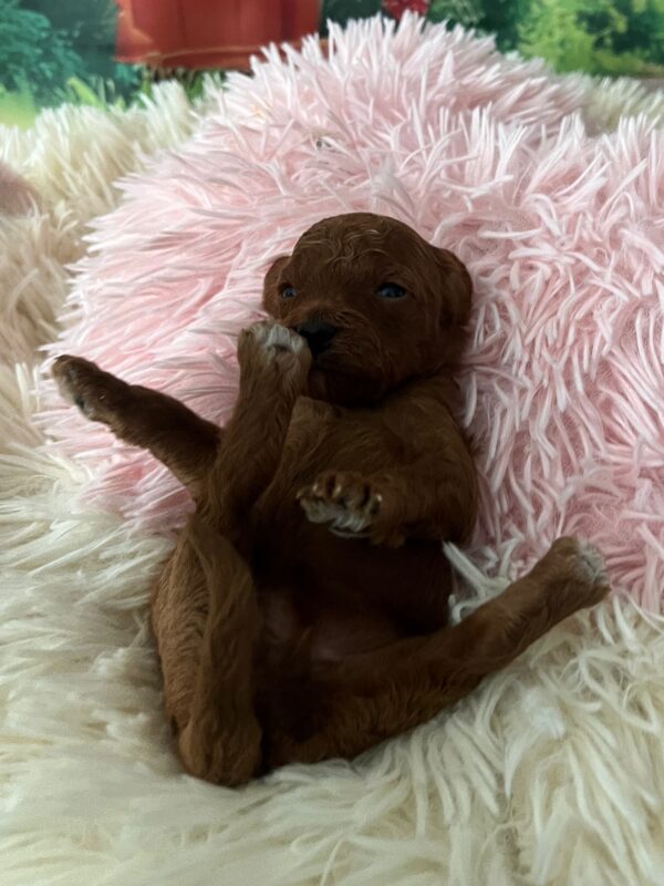 Vira Miniature Poodle