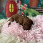 Vira-female-minitaure-poodle-puppy-for-sale- (4)