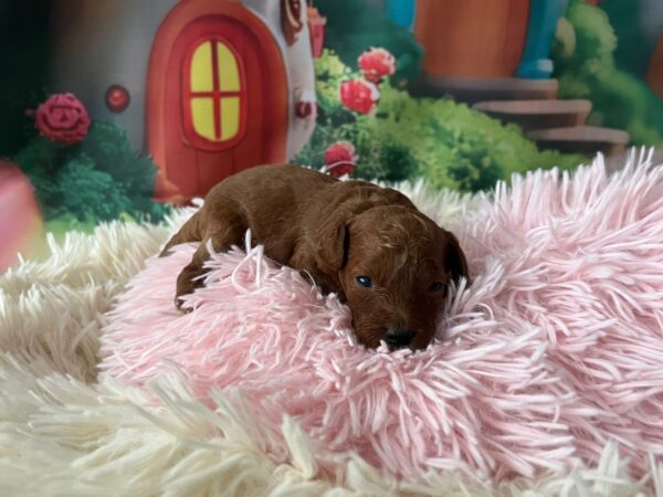 Vira Miniature Poodle