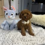 Vusya-male-miniature-poodle-puppy-for-sale- (1)